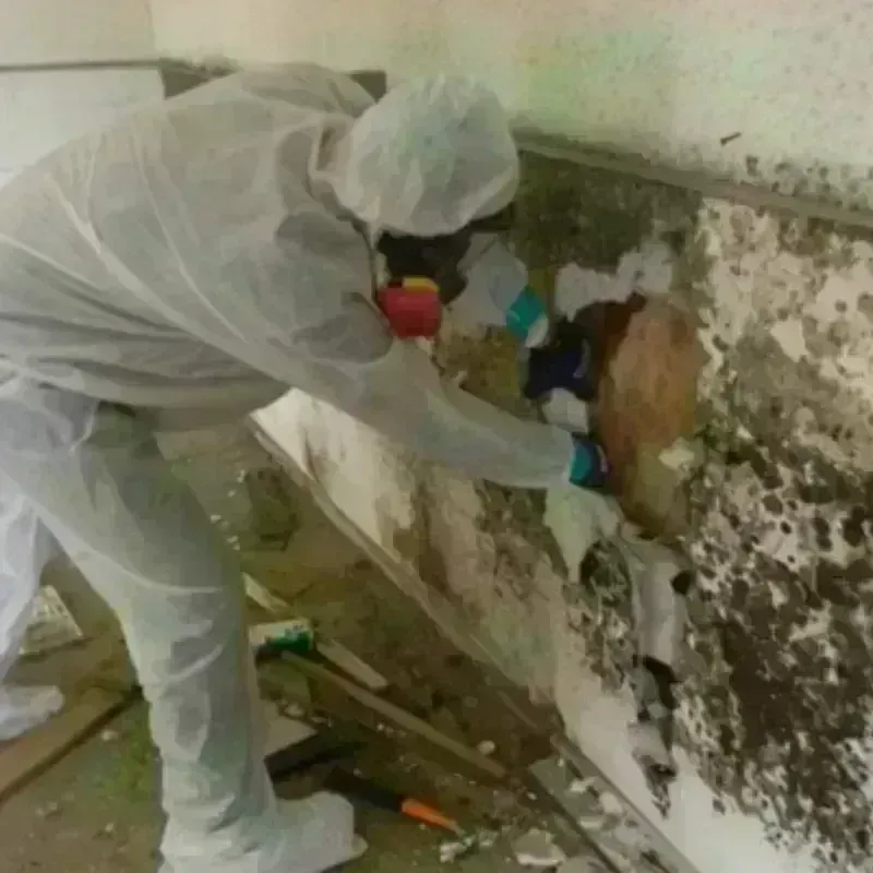 Mold Remediation and Removal in Chester, IL